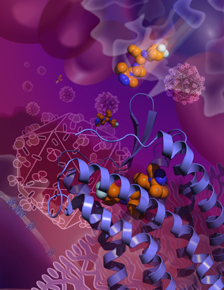 Illustration for article titled New discovery brings us one step closer to preventing HIV infections
